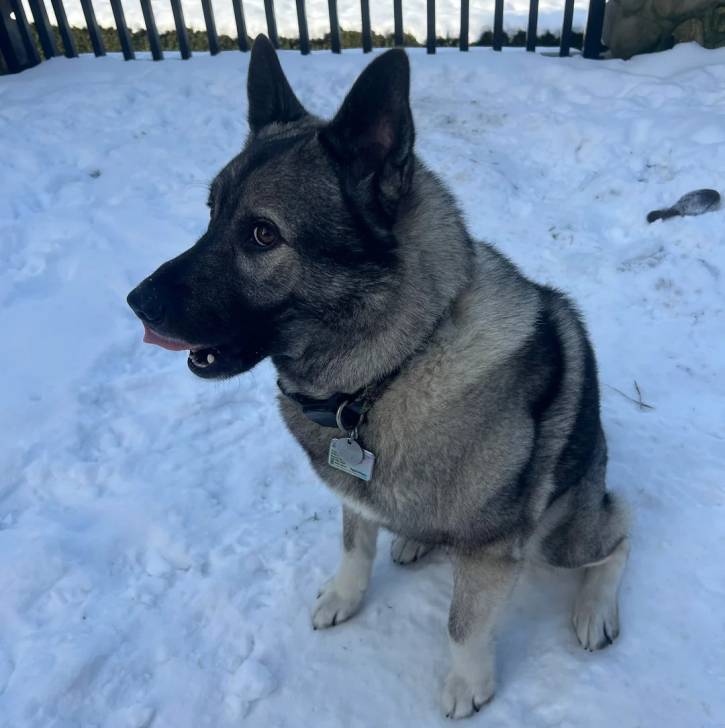 Un Chien d'Élan Norvégien Gris assis sur une surface enneigée et portant un collier autour du cou