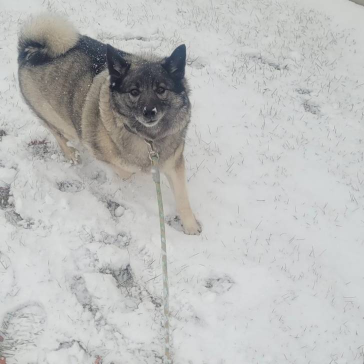 Un Chien d'Élan Norvégien Gris sur une surface enneigée et qui est tenu en laisse 