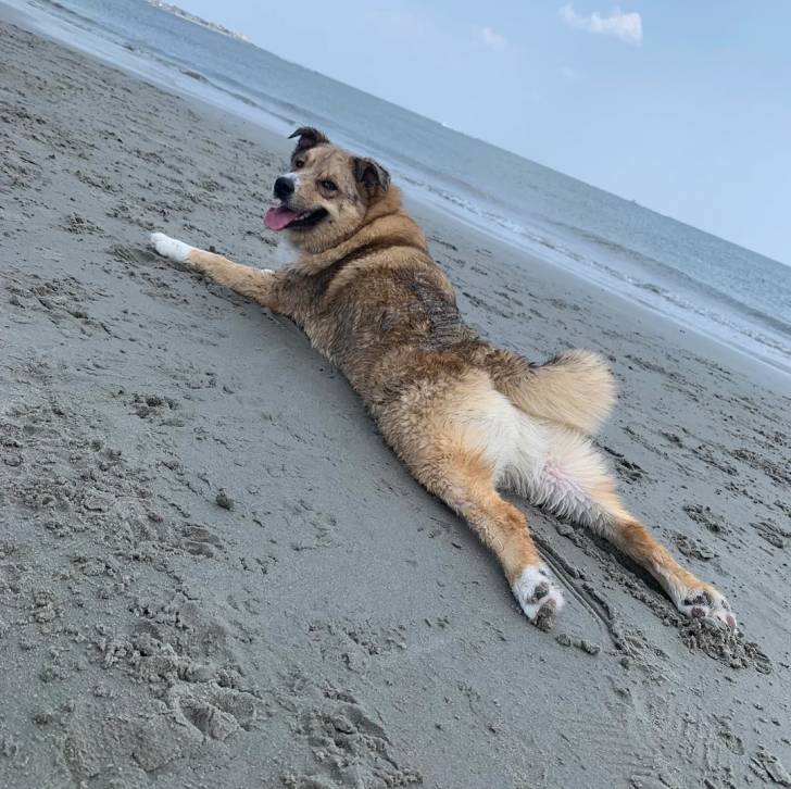 Un Chien d'Élan Norvégien Gris allongé sur une surface sableuse et tirant la langue 