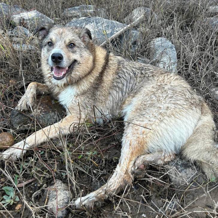 Un Chien d'Élan Norvégien Gris allongé sur un terrain herbeux et ayant la gueule ouverte