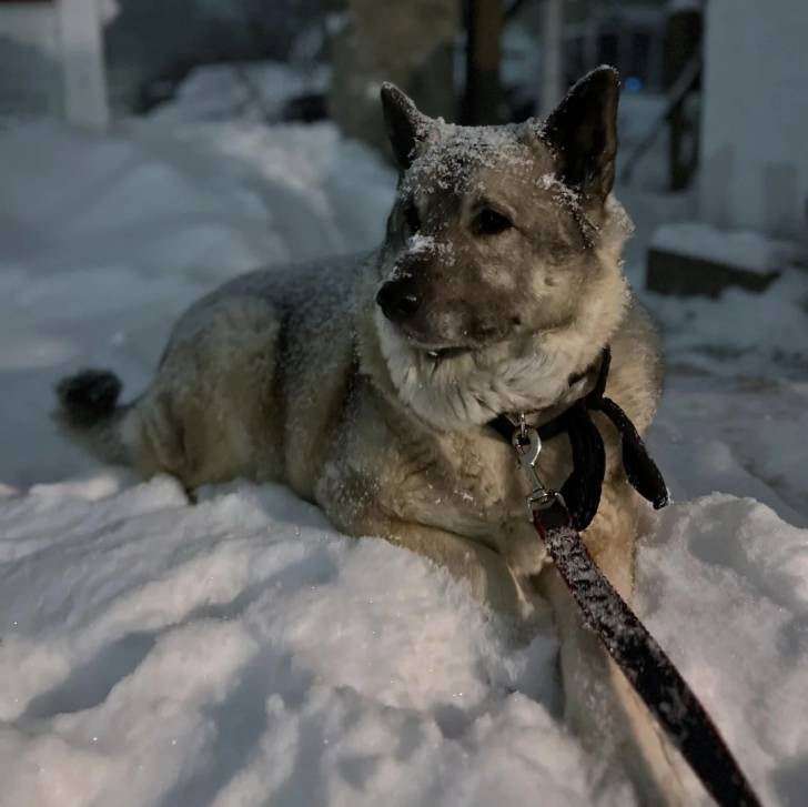 Un Chien d'Élan Norvégien Gris allongé sur une surface enneigée et qui est tenu en laisse 