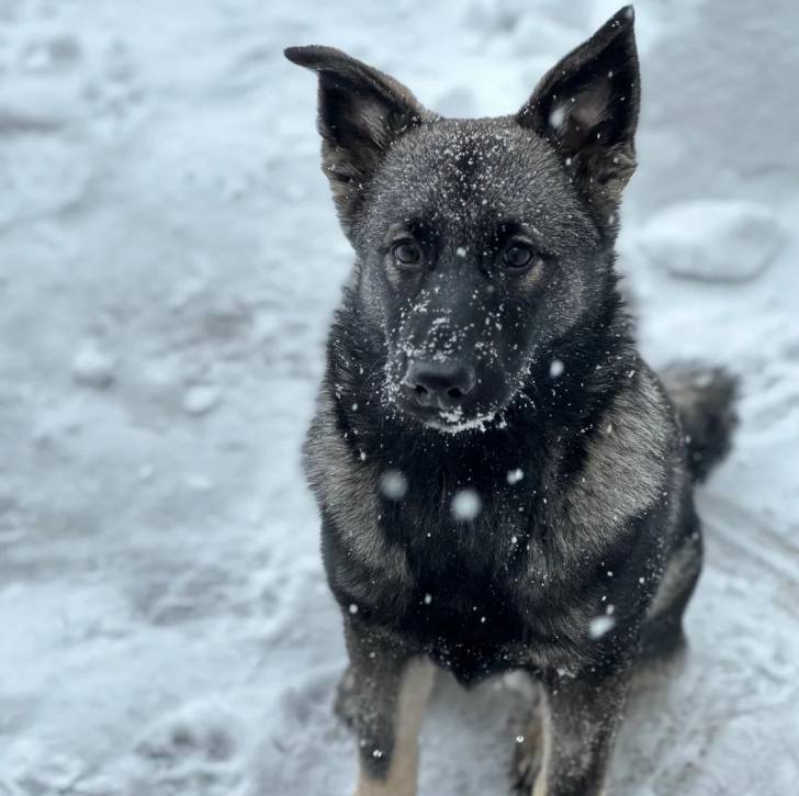 Un Chien d'Élan Norvégien Gris sur une surface enneigée et regardant vers la caméra 