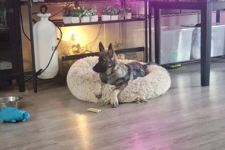 Un Chien d'Élan Norvégien Gris allongé et semblant détendu 
