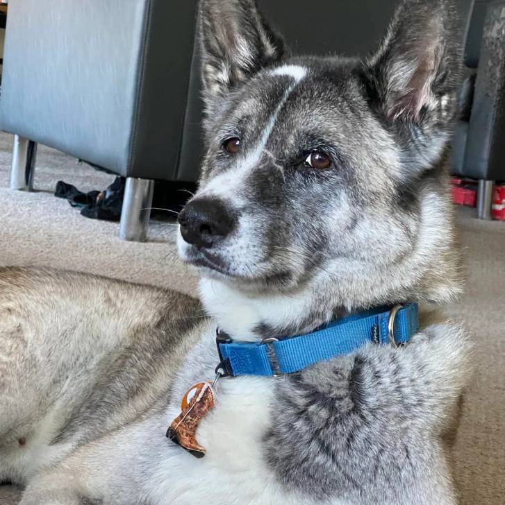 Un Chien d'Élan Norvégien Gris allongé sur une moquette et portant un collier autour du cou