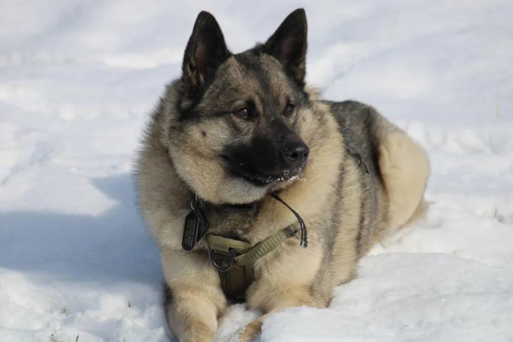 Un Chien d'Élan Norvégien Gris allongé sur une surface enneigée et portant un harnais 