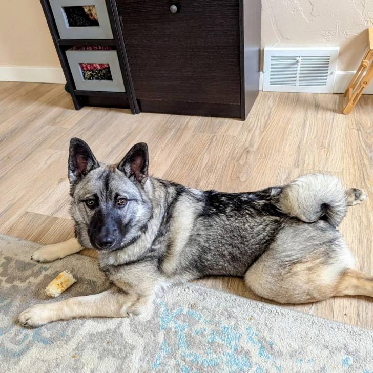Un Chien d'Élan Norvégien Gris allongé sur un plancher et regardant vers la caméra