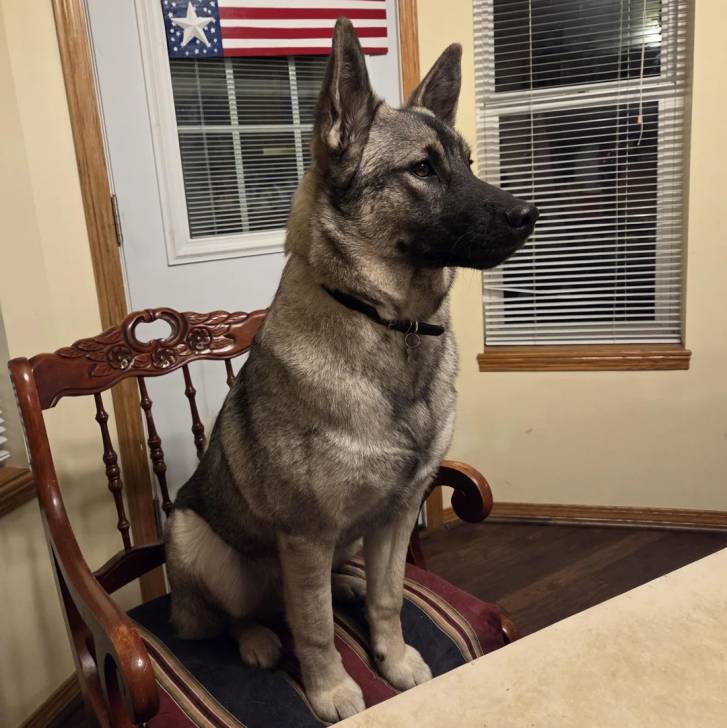 Un Chien d'Élan Norvégien Gris assis sur une chaise et portant un collier autour du cou