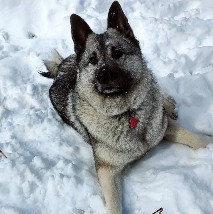 Un Chien d'Élan Norvégien Gris sur une surface enneigée et semblant détendu 