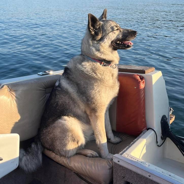 Un Chien d'Élan Norvégien Gris sur un bateau et portant un collier autour du cou 