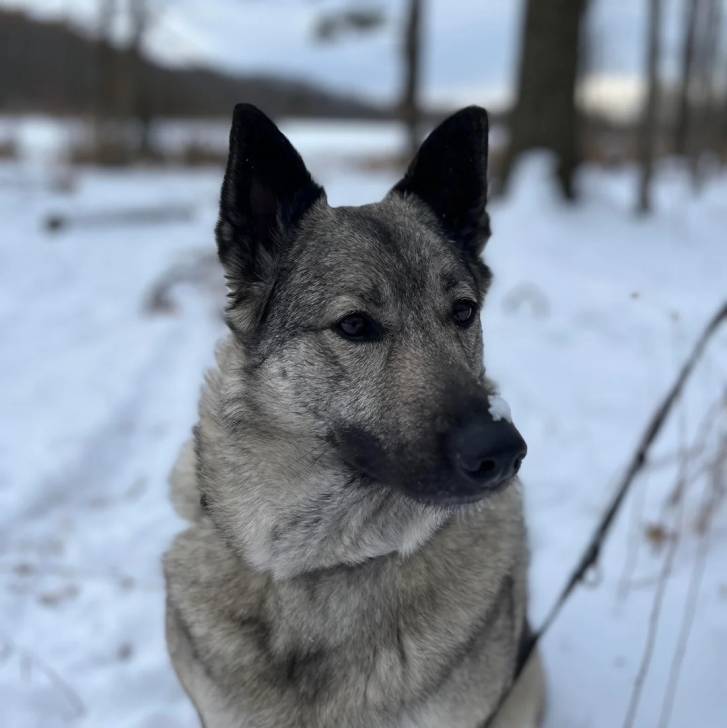 Un Chien d'Élan Norvégien Gris sur une surface enneigée