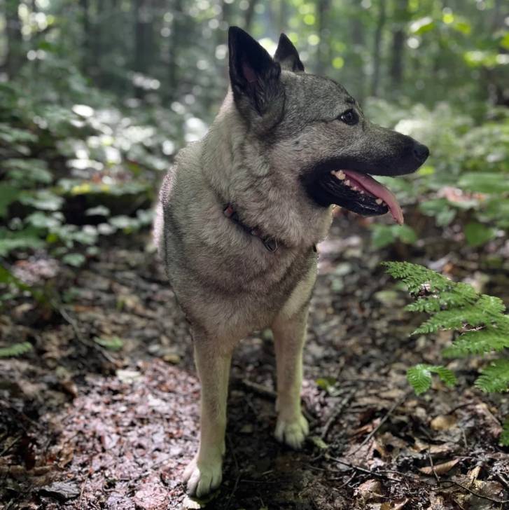 Un Chien d'Élan Norvégien Gris 