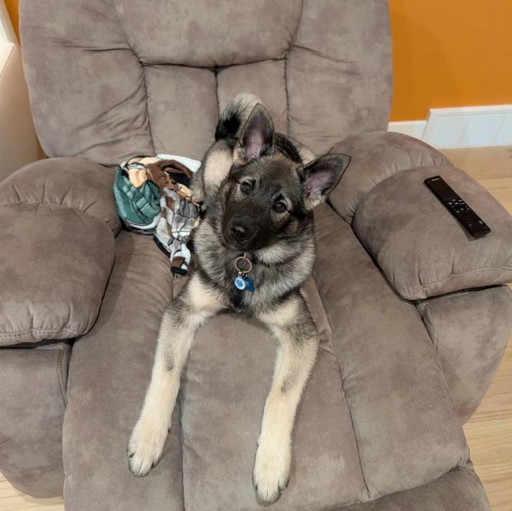 Un Chien d'Élan Norvégien Gris 