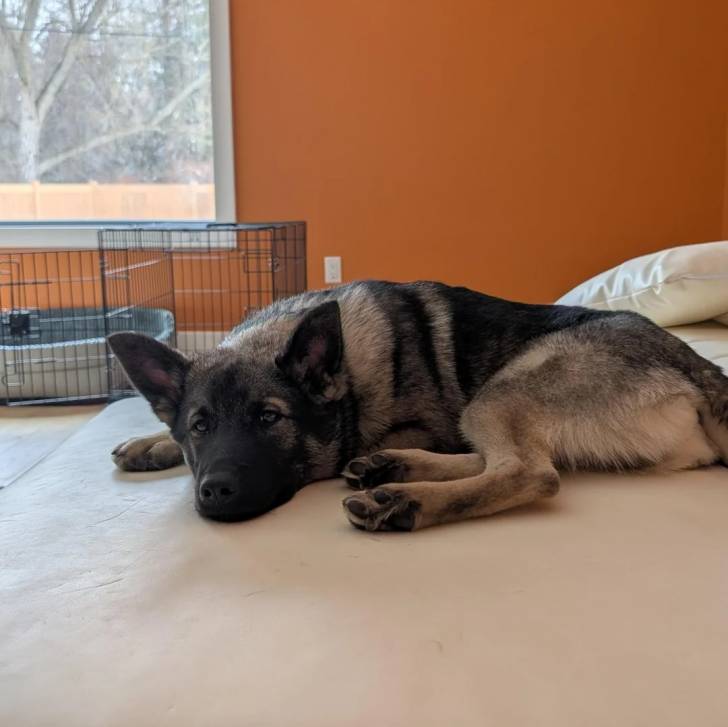 Un Chien d'Élan Norvégien Gris 