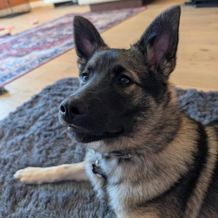 Un Chien d'Élan Norvégien Gris allongé sue un tapis et portant un collier autour du cou 