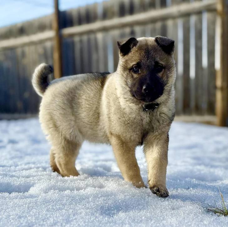 Un chiot Chien d'Élan Norvégien Gris sur une surface enneigée et portant un collier autour du cou