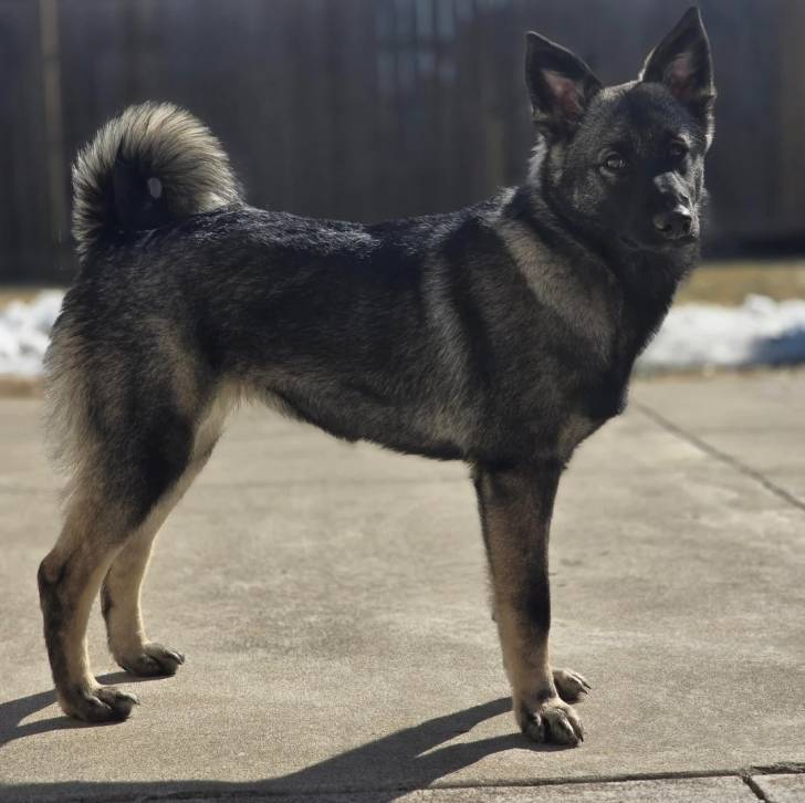 Un Chien d'Élan Norvégien Gris sur une surface bétonnée et regardant vers la caméra