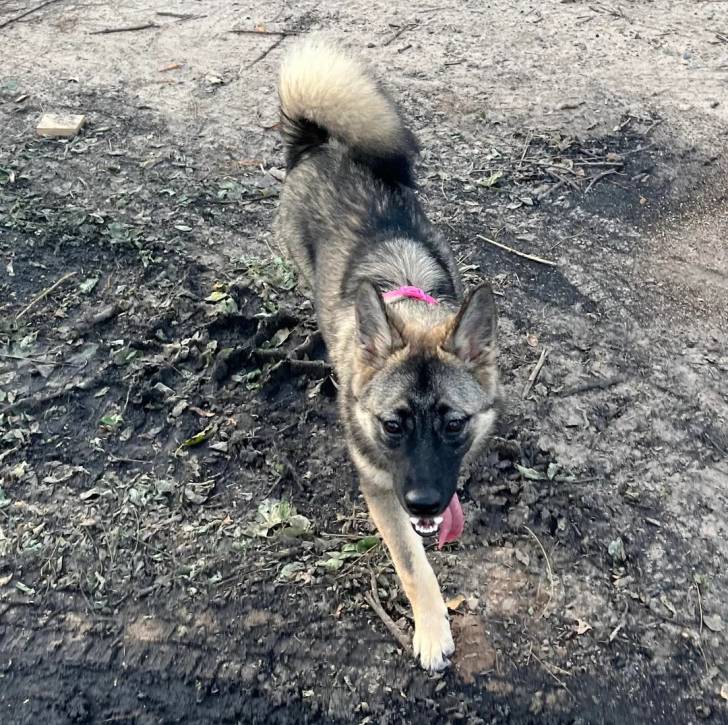 Un Chien d'Élan Norvégien Gris ayant la langue pendante et regardant vers la caméra 