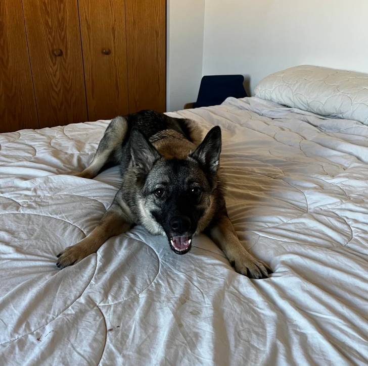 Un Chien d'Élan Norvégien Gris allongé sur un lit et ayant la gueule ouverte 