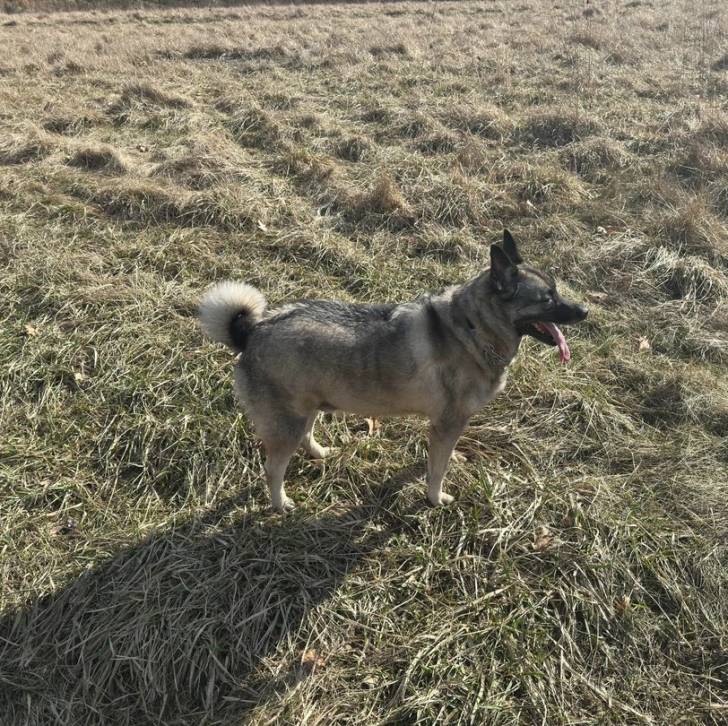 Un Chien d'Élan Norvégien Gris sur une surface herbacée et ayant la langue pendante 