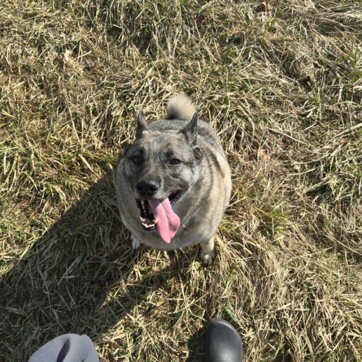 Un Chien d'Élan Norvégien Gris assis sur un terrain herbeux et ayant la langue pendante 