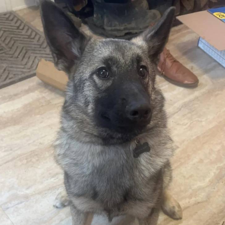 Un Chien d'Élan Norvégien Gris portant un collier autour du cou