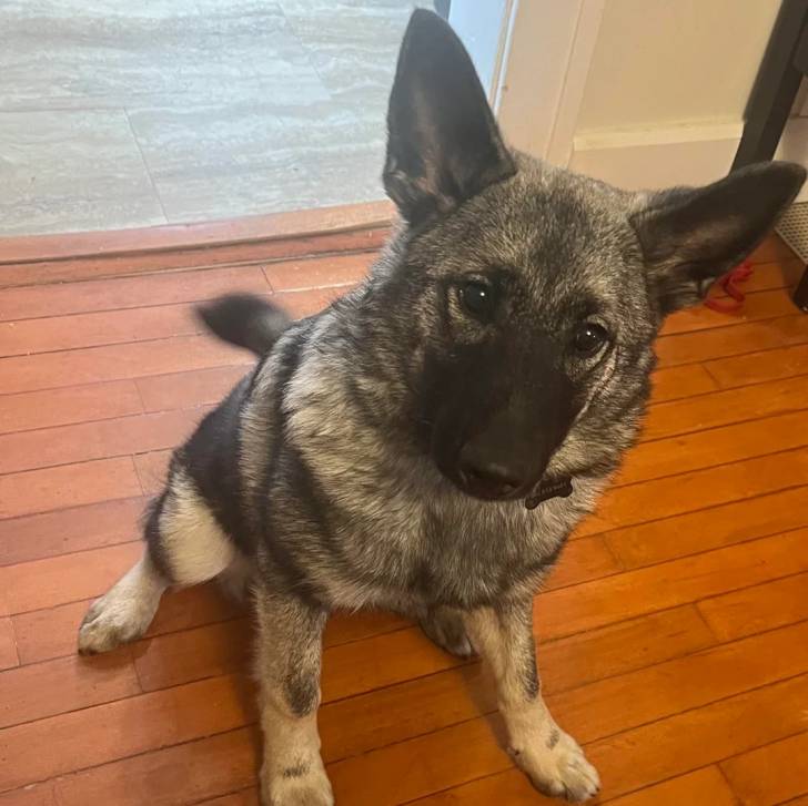 Un Chien d'Élan Norvégien Gris assis sur un plancher et portant un collier autour du cou