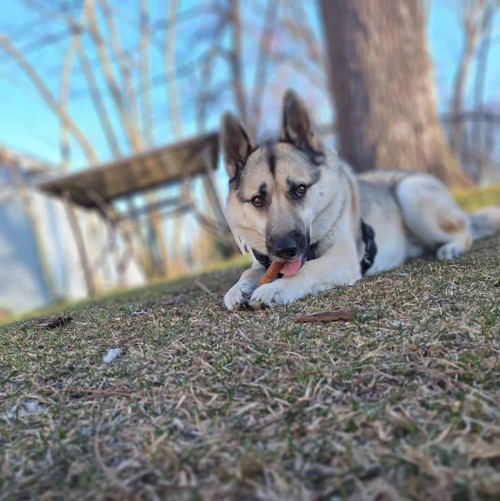 Un Chien d'Élan Norvégien Gris allongé sur une surface gazonnée et portant un harnais 