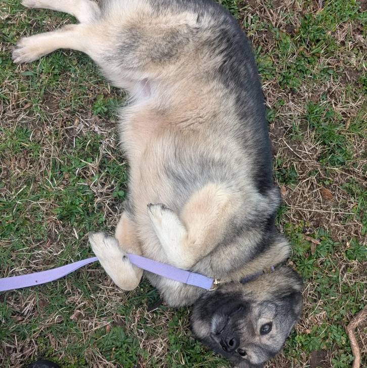 Un Chien d'Élan Norvégien Gris allongé sur une surface gazonnée et qui est tenu en laisse 