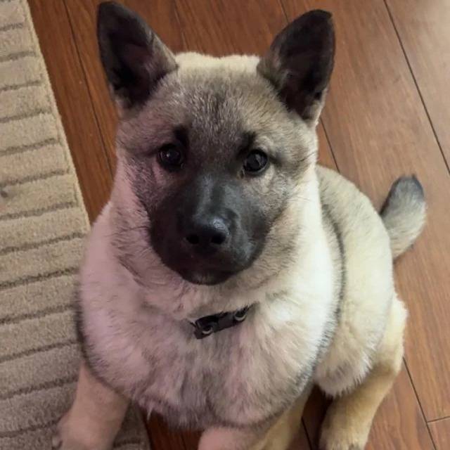 Un chiot Chien d'Élan Norvégien Gris assis sur un plancher et portant un collier autour du cou