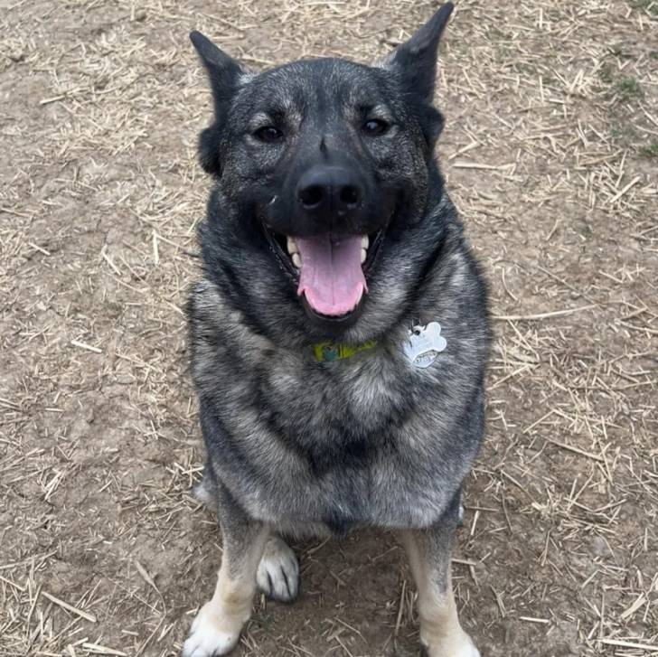 Un Chien d'Élan Norvégien Gris portant un collier autour du cou