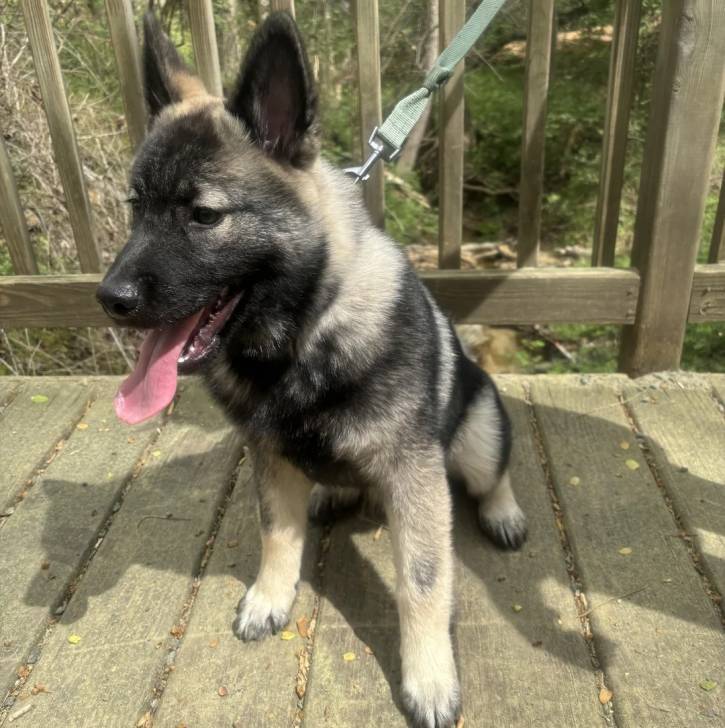 Un Chien d'Élan Norvégien Gris ayant la langue pendante et qui est tenu en laisse 