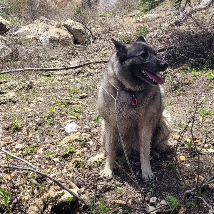 Un Chien d'Élan Norvégien Gris portant un collier autour du cou