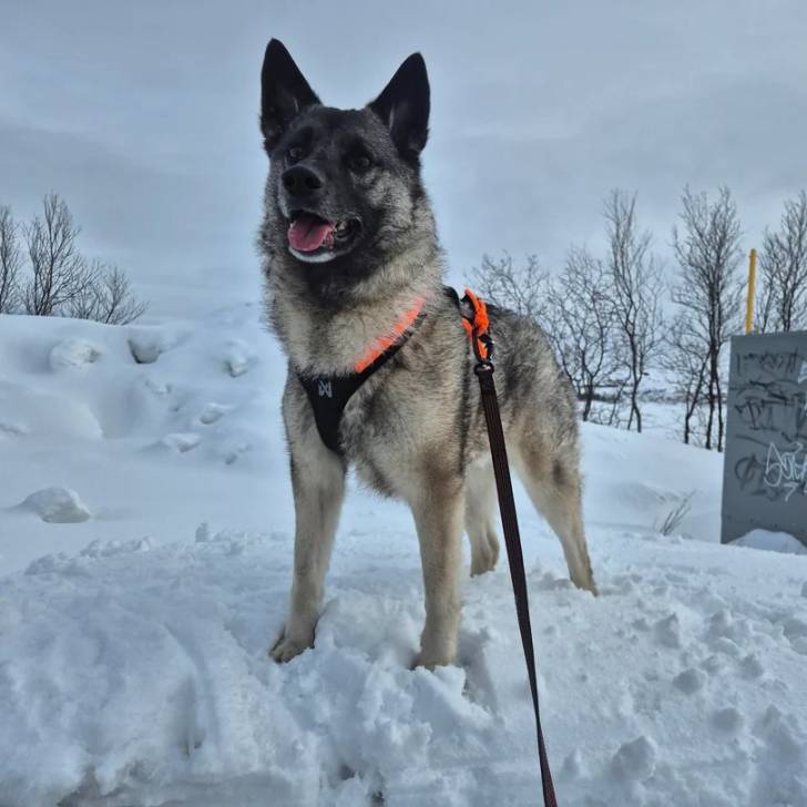 Un Chien d'Élan Norvégien Gris sur une surface enneigée et qui est tenu en laisse