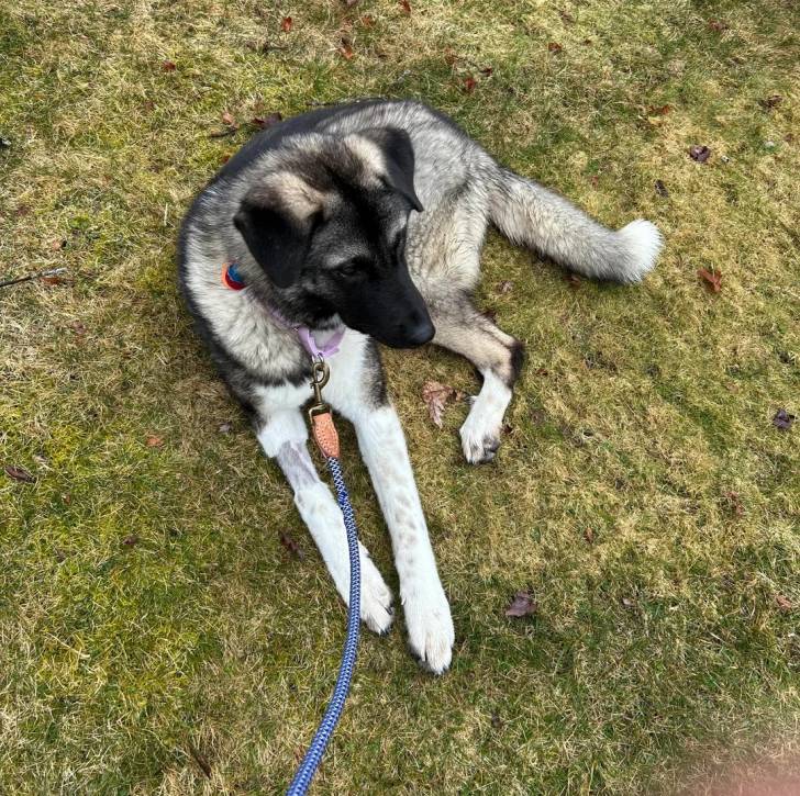 Un Chien d'Élan Norvégien Gris allongé sur une surface herbacée et qui est tenu en laisse 
