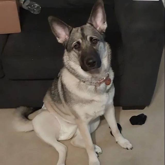 Un Chien d'Élan Norvégien Gris regardant vers la caméra et portant un collier autour du cou