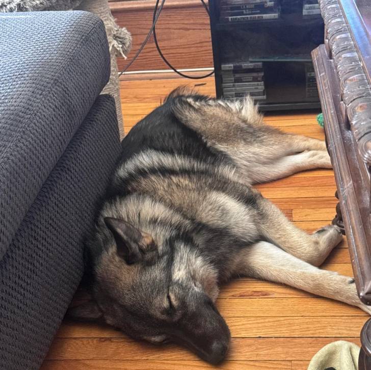 Un Chien d'Élan Norvégien Gris allongé sur un plancher et semblant dormir 