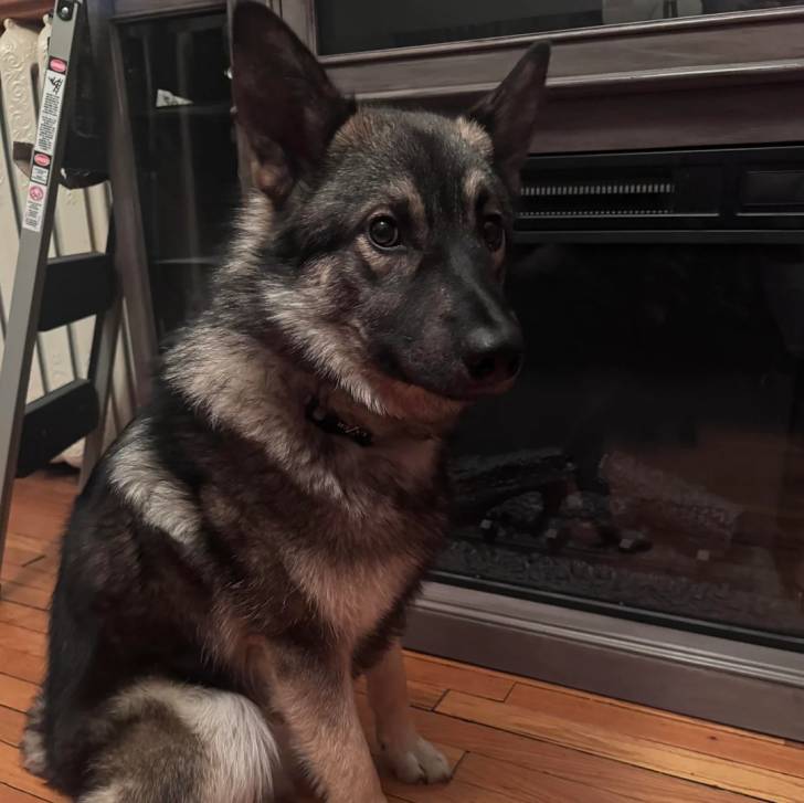 Un Chien d'Élan Norvégien Gris assis sur un plancher et semblant détendu