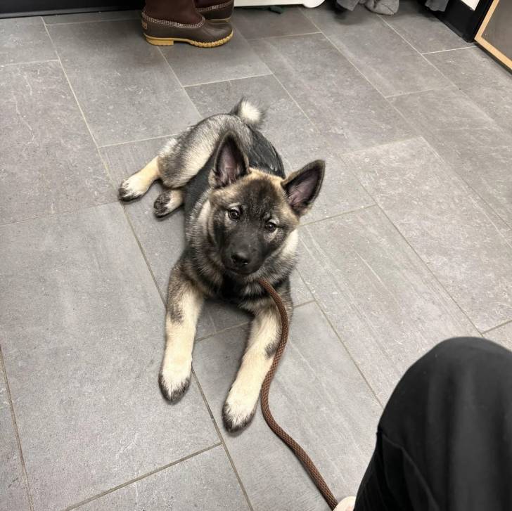 Un Chien d'Élan Norvégien Gris allongé sur un sol carrelé et qui est tenu en laisse 