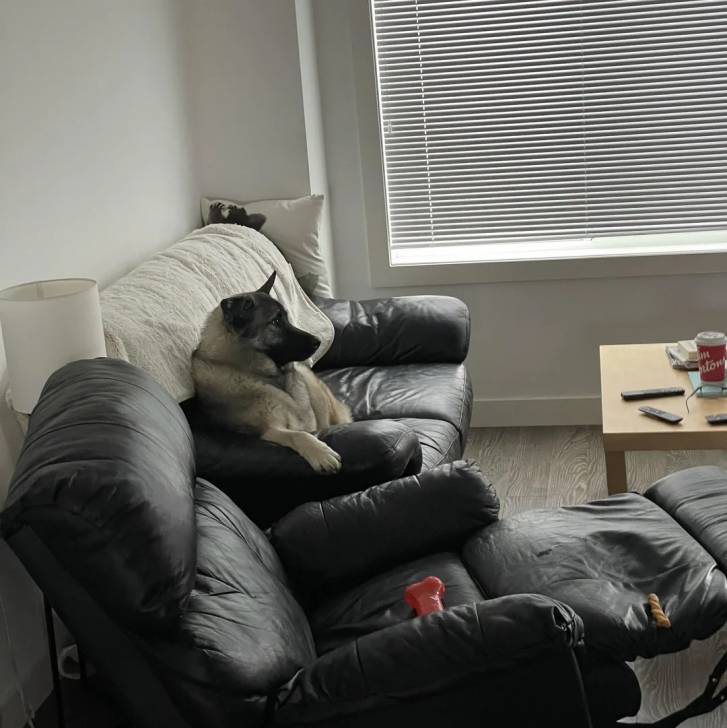 Un Chien d'Élan Norvégien Gris sur un canapé et semblant détendu 