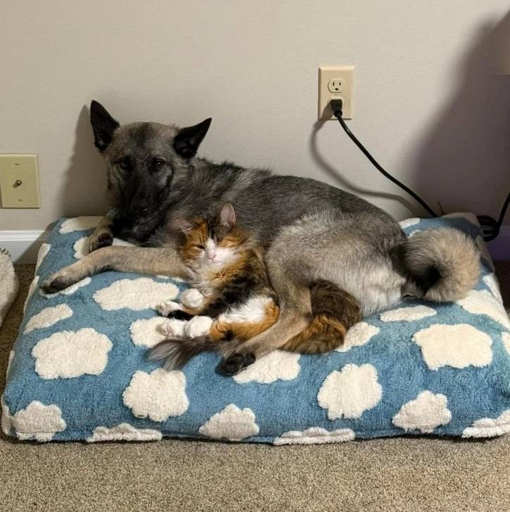 Un Chien d'Élan Norvégien Gris allongé sur un oreiller et regardant vers la caméra 