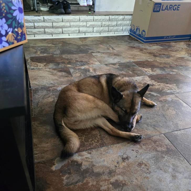 Un Chien d'Élan Norvégien Gris allongé sur un sol carrelé et semblant détendu 