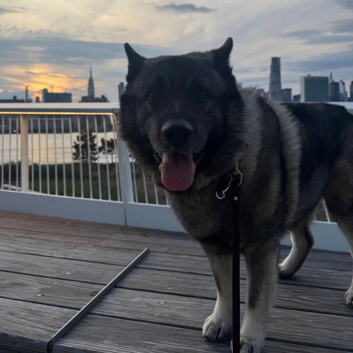 Un Chien d'Élan Norvégien Gris tirant la langue et qui est tenu en laisse