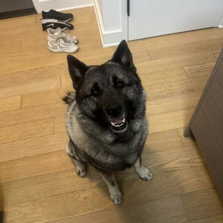 Un Chien d'Élan Norvégien Gris assis sur un plancher et regardant vers la caméra