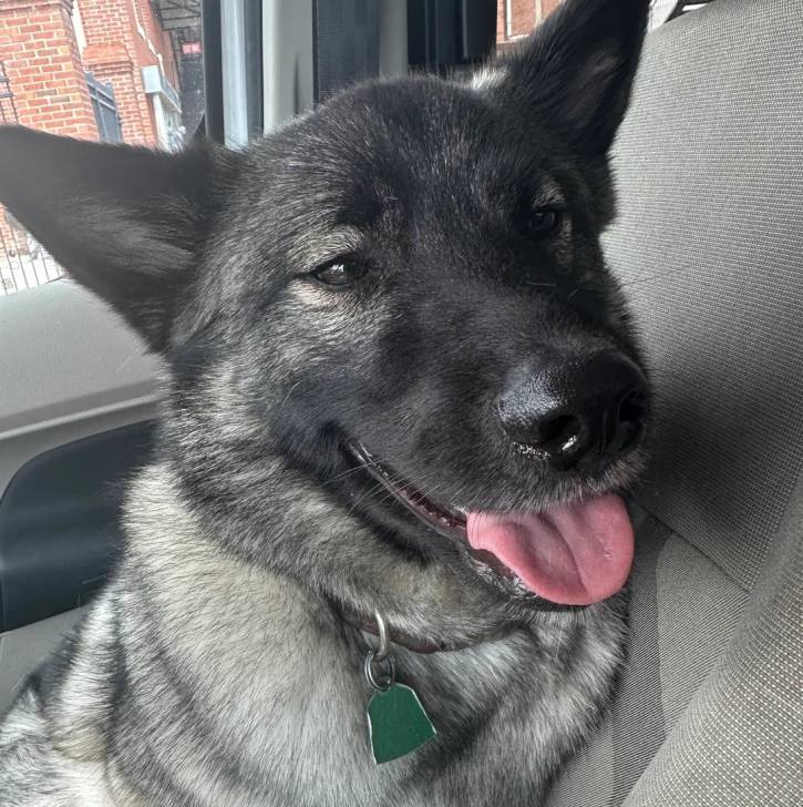 Un Chien d'Élan Norvégien Gris tirant la langue et portant un collier autour du cou