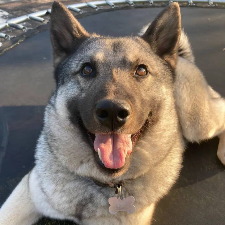 Un Chien d'Élan Norvégien Gris ayant la gueule ouverte et portant un collier autour du cou