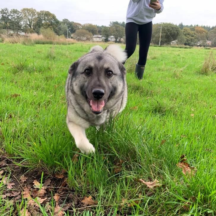 Un Chien d'Élan Norvégien Gris marchant sur un terrain herbeux et regardant vers la caméra 