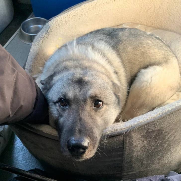 Un Chien d'Élan Norvégien Gris allongé dans un panier et semblant détendu 