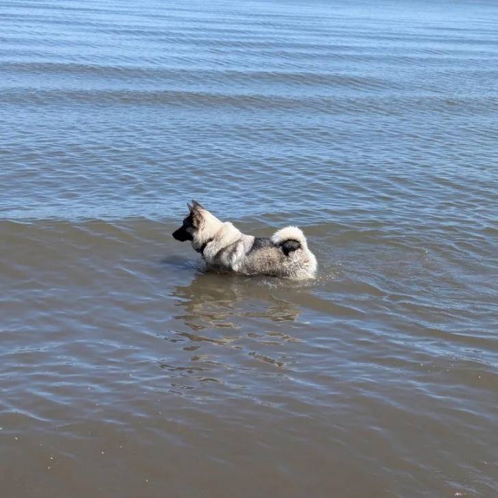 Un Chien d'Élan Norvégien Gris dans l'eau et portant un collier autour du cou