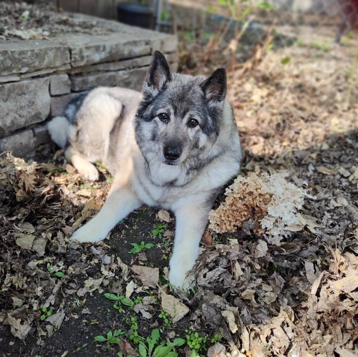 Un Chien d'Élan Norvégien Gris allongé sur un spl jonchés de feuilles mortes 
