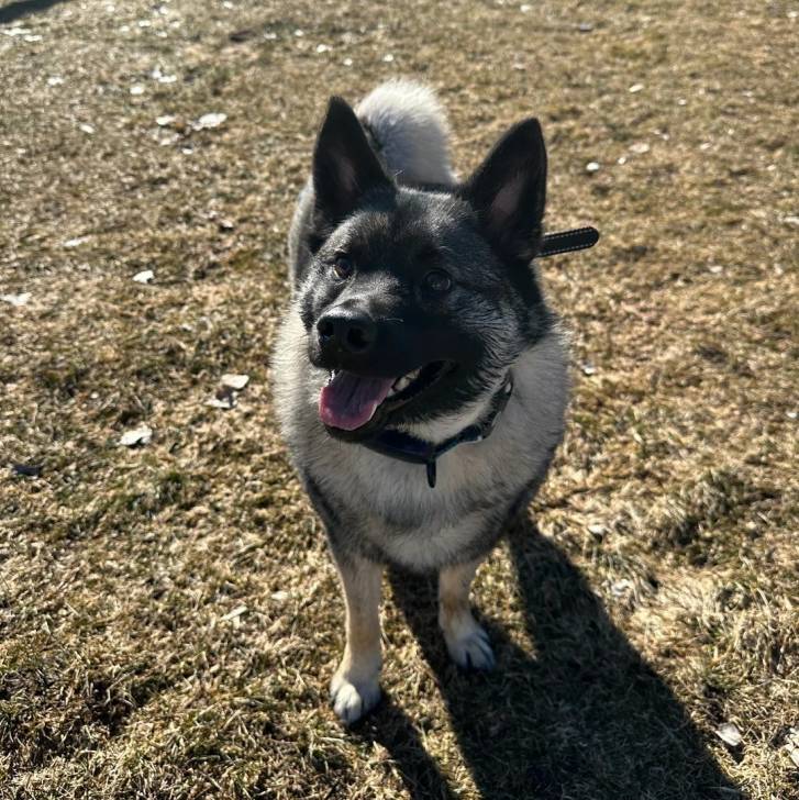 Un Chien d'Élan Norvégien Gris sur une surface herbacée et portant un collier autour du cou